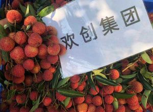 夏日好“枝”味，乐玩（中国）集团发福“荔”啦